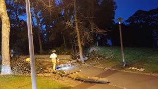 Caída de árboles en Oleiros