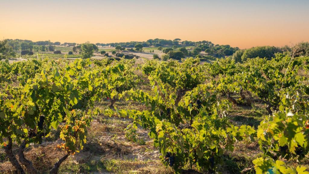 Las viñas de donde nace Dominio de Cair.