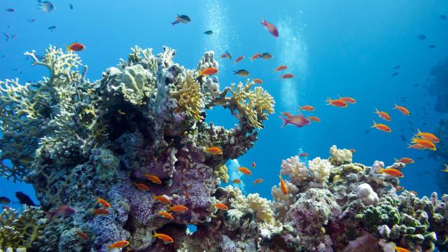 Arrecife de coral en el fondo del mar Tropical.