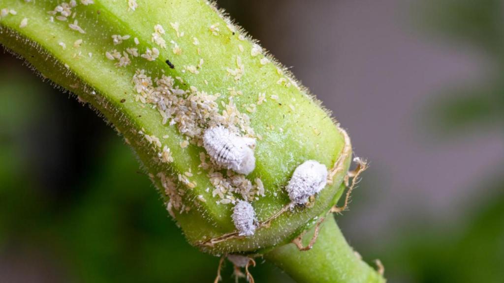 Planta con cochinilla.