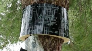 Una de las trampas que el Ayuntamiento ha colocado como parte de las acciones destinadas al control de la oruga procesionaria.