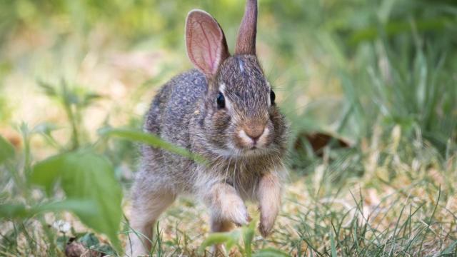 Un conejo corretea en el campo.