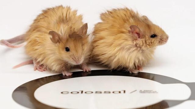 Los ratones lanudos creados mediante ingeniería genética por Colossal Biosciences.