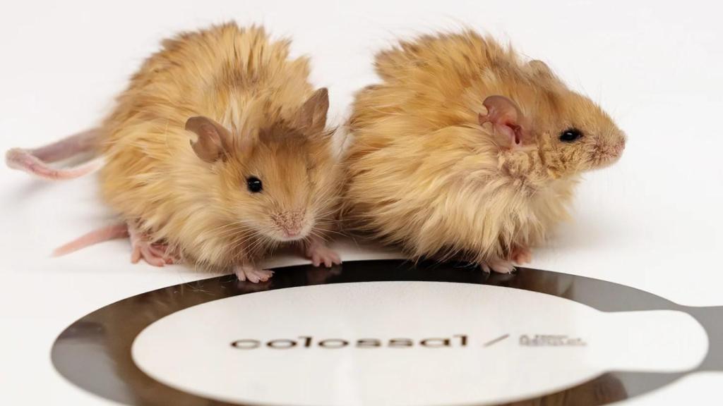 Los ratones lanudos creados mediante ingeniería genética por Colossal Biosciences.