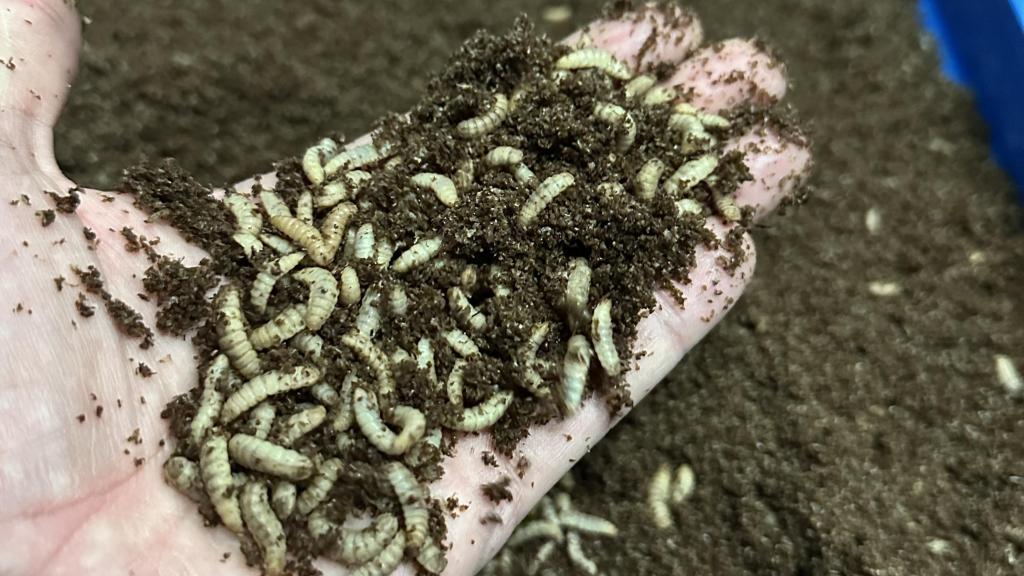 En Insectius crean harinas, aceites y otros derivados a partir de la mosca soldado negra.