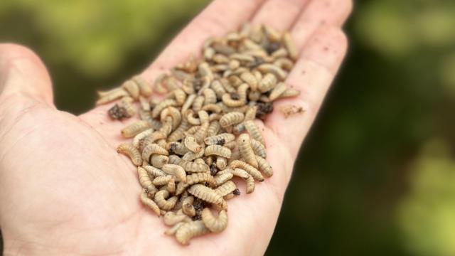 La mosca soldado deshidratada es una fuente de proteína sostenible y eficiente para alimentación animal.