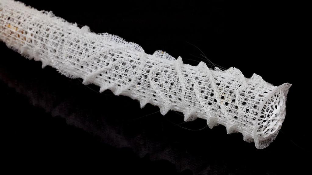 La estructura de celosía de la espona cesta de Venus