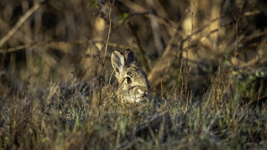 Conejo de cola de algodón.