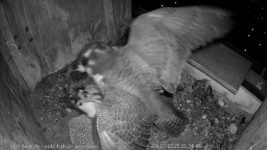 Pelea entre Brisa y la otra hembra que la atacó en su nido