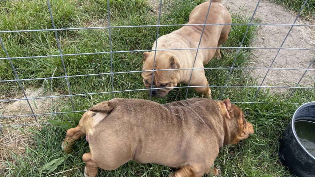 Perros que han sido rescatados tras sufrir mutilaciones