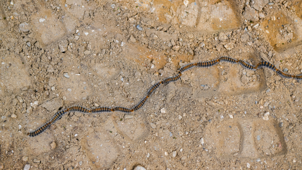 Varios ejemplares de oruga procesionaria, en una imagen de Shutterstock.