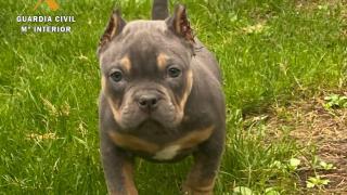 Investigan a cuatro hombres en Salamanca por mutilar a 50 cachorros de perro por razones estéticas