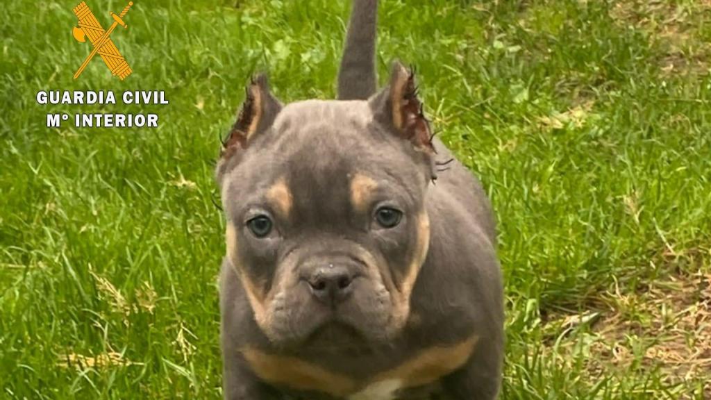 Investigan a cuatro hombres en Salamanca por mutilar a 50 cachorros de perro por razones estéticas