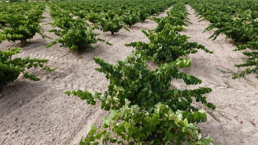 El viñedo donde nace Brucana.