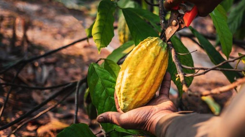 Un agricultor corta las vainas del árbol del cacao.