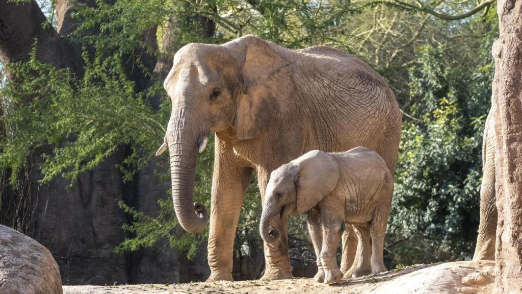 Elefantes en Bioparc.