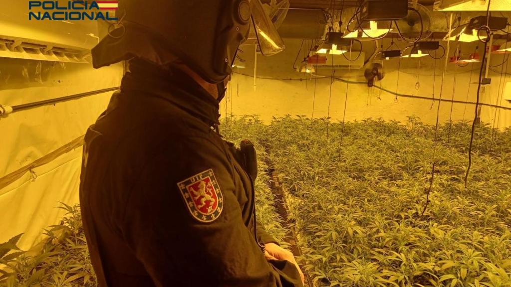 Un agente de Policía Nacional interviene una plantación de marihuana.