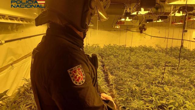 Un agente de Policía Nacional interviene una plantación de marihuana.