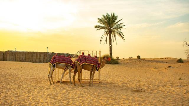 Camellos de carga en Arabia Saudí