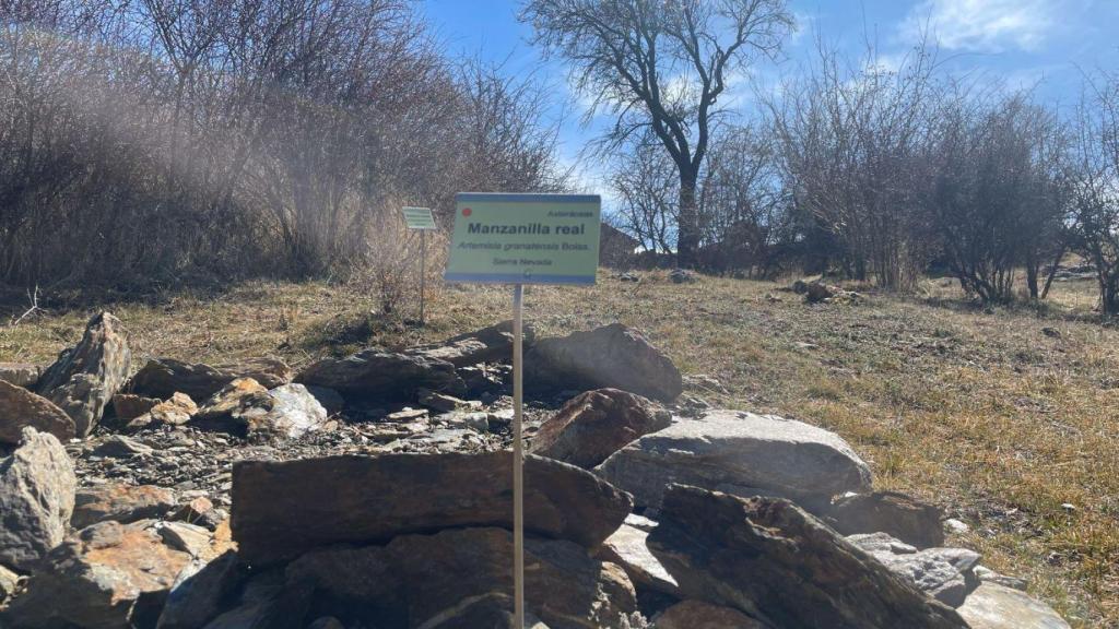 Replantación de narciso Nevadensis en el jardin botánico.