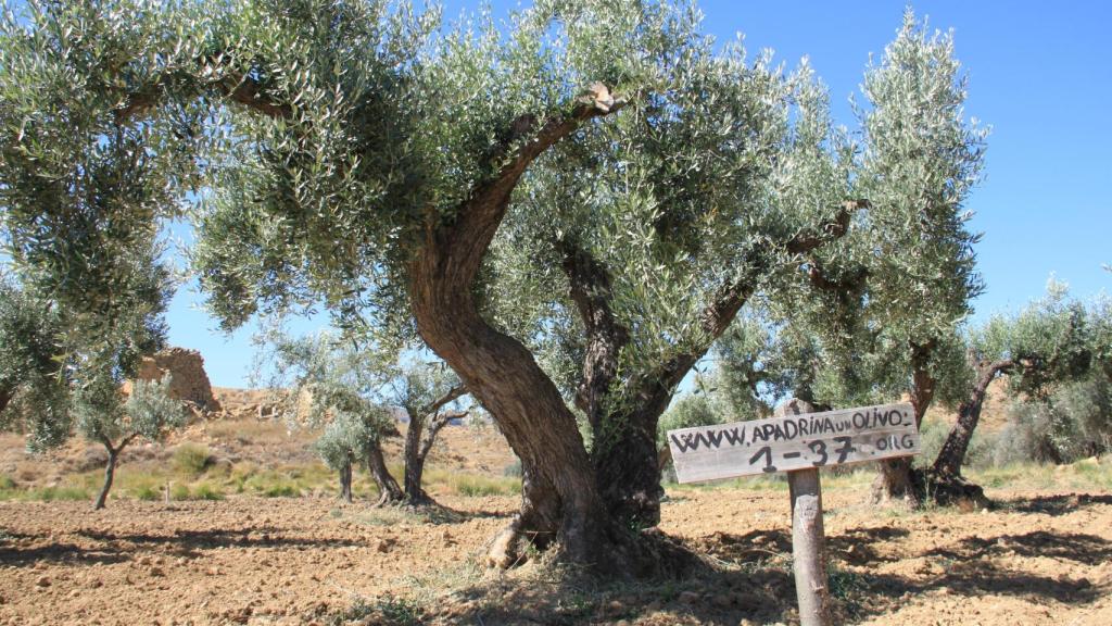 La iniciativa 'ApadrinaUnOlivo.org' trata de favorecer la recuperación de los olivos abandonados de Oliete