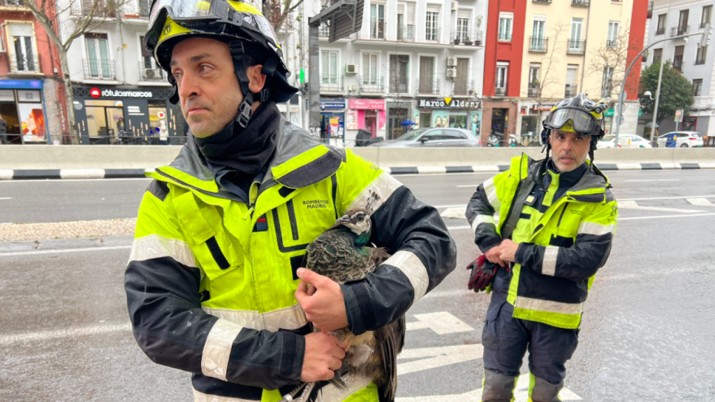 La cria de pavo real rescatada.