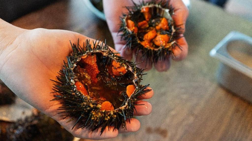 Los erizos que se pueden disfrutar estos días en Kresala.