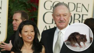 El hantavirus en España es distinto del que mató a la mujer de Gene Hackman: latente, peligroso y ataca a los riñones