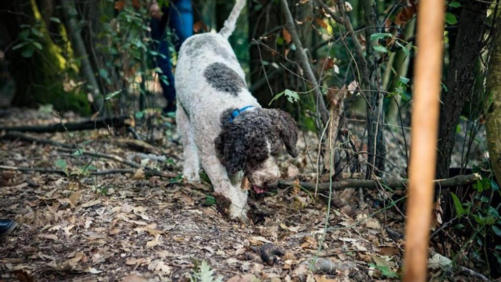 Rocco, en busca de trufa.