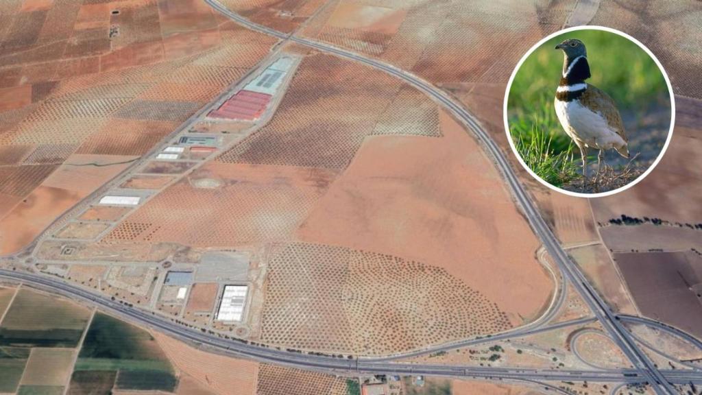 Montaje con una imagen del sisón común y de los terrenos del área logística de Antequera.