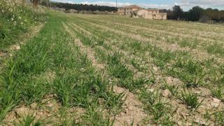 Crecimiento del cereal tras las últimas lluvias.