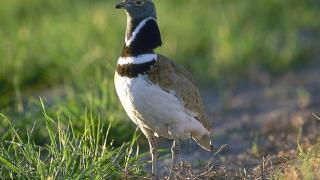Montaje con una imagen del sisón común y de los terrenos del área logística de Antequera.