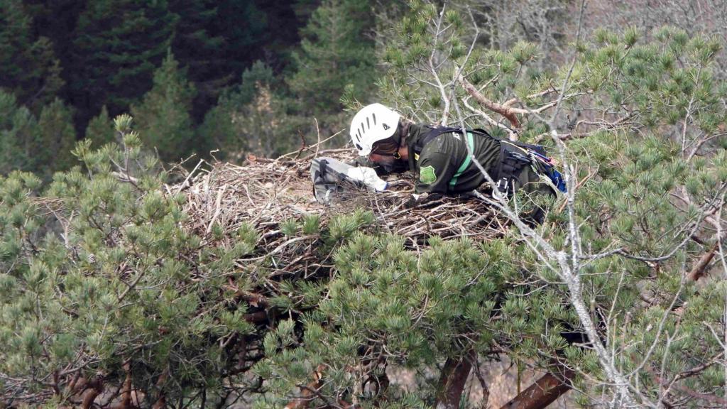 Los rescatadores salvando el huevo del nido