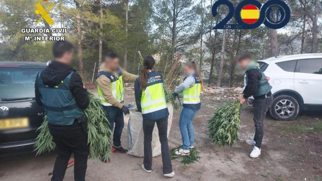 Incautación de las plantas de marihuana.