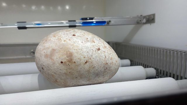 El huevo de buitre negro que han rescatado en Burgos