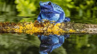 Imagen de archivo de una rana flecha venenosa azul.