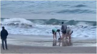 El delfín cuando fue encontrado el martes