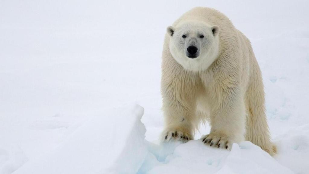 Una foto de archivo de la WWF de un oso polar.