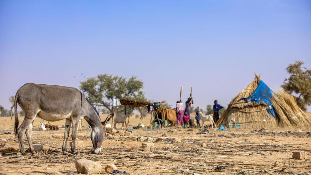 Níger enfrenta la peor crisis de hambre en décadas debido a la irregularidad de las lluvias y a temporadas secas más largas.