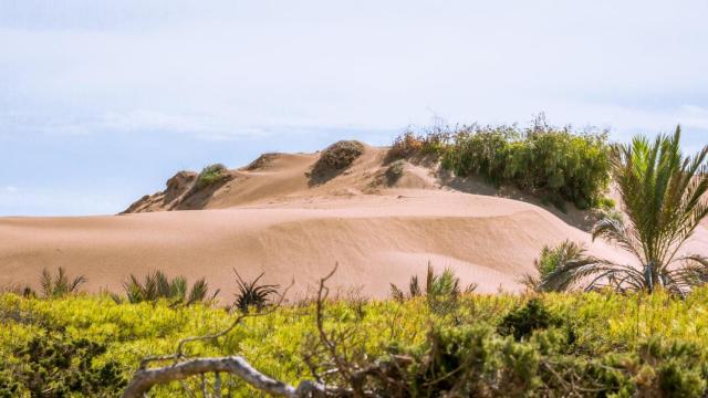Dunas de Guardamar del Segura.