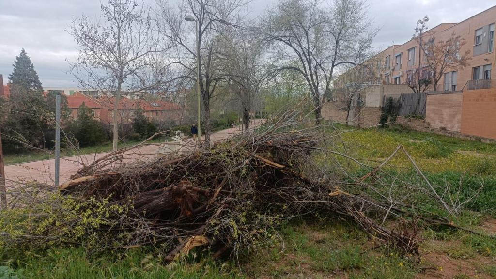 Foto de la tala llevada a cabo en el barrio del Polígono.
