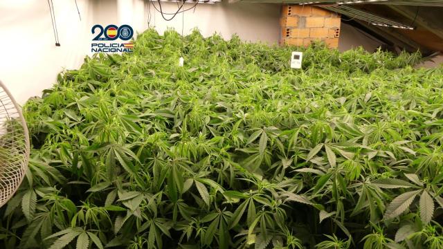 Desmantelada una plantación 'indoor' de marihuana en Vilagarcía de Arousa (Pontevedra)