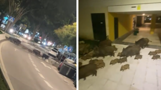 Jabalíes en el interior de un recinto de viviendas.