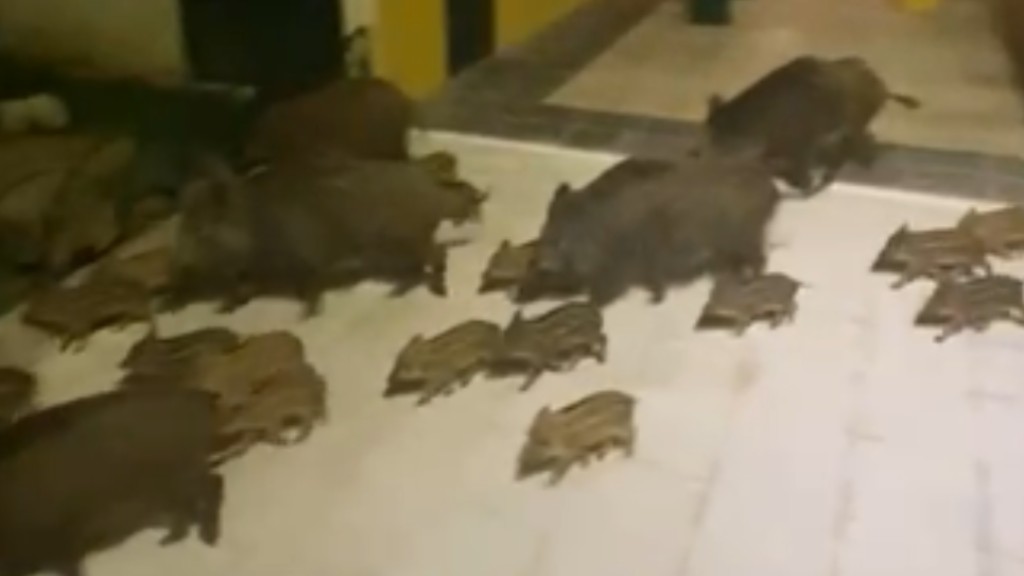 Jabalíes en el interior de un recinto de viviendas.