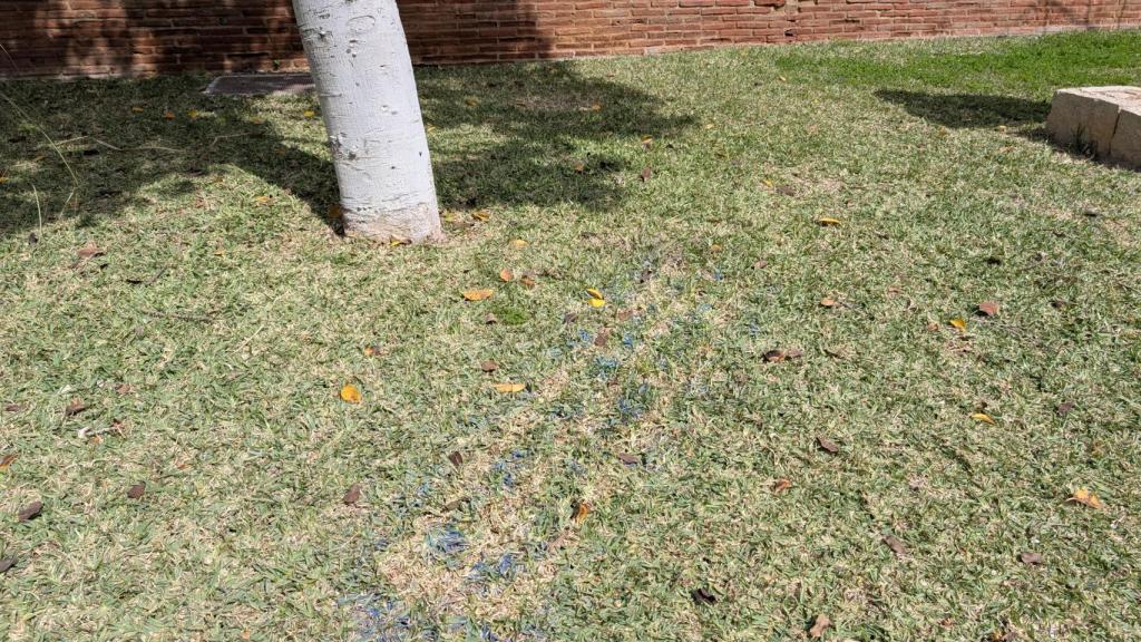 Manchas en el césped.