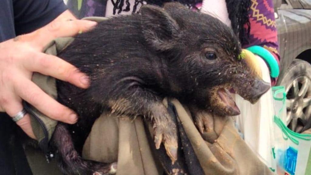 El pequeño jabalí rescatado.