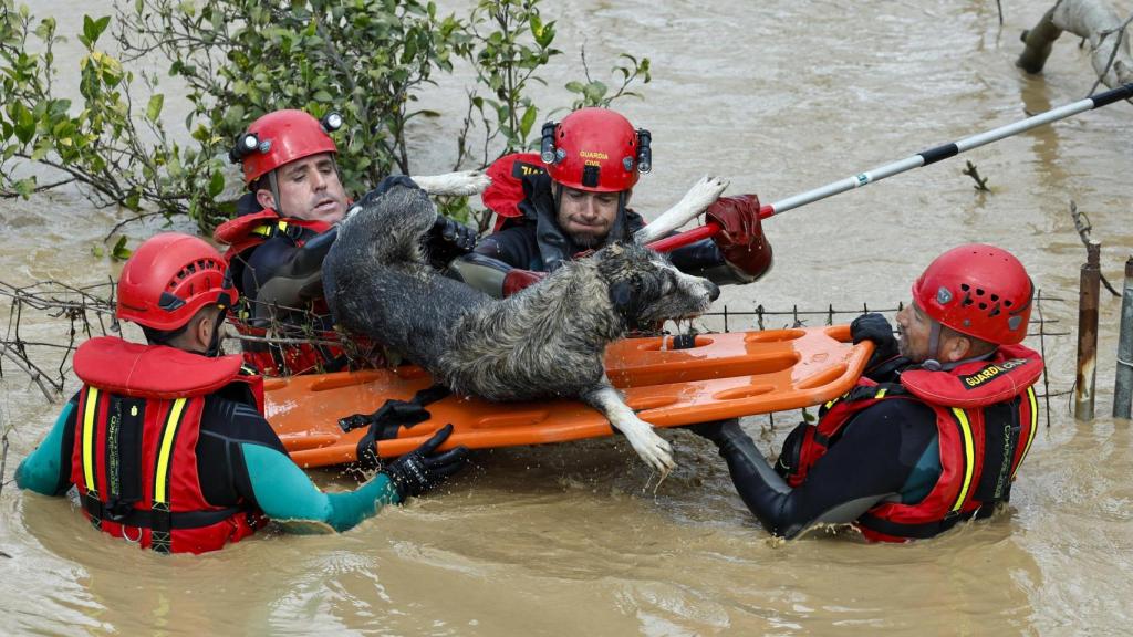 Varios bomberos trabajan en el rescate de los animales.