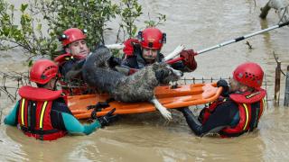 Varios bomberos trabajan en el rescate de los animales.