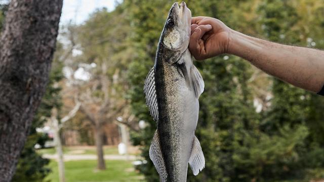 El pescado más cotizado por los franceses.