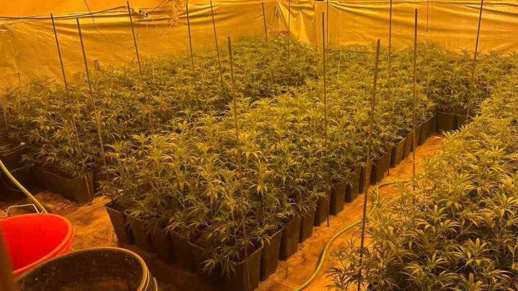 Plantación de marihuana. Foto: Guardia Civil.